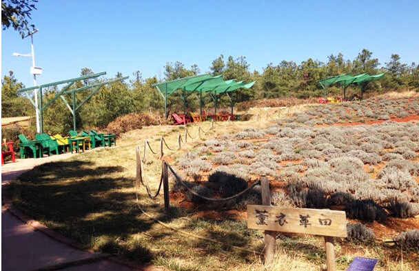 香草芳林是集欧美香草园艺展示,香草种苗销售,香草产品手工制作体验