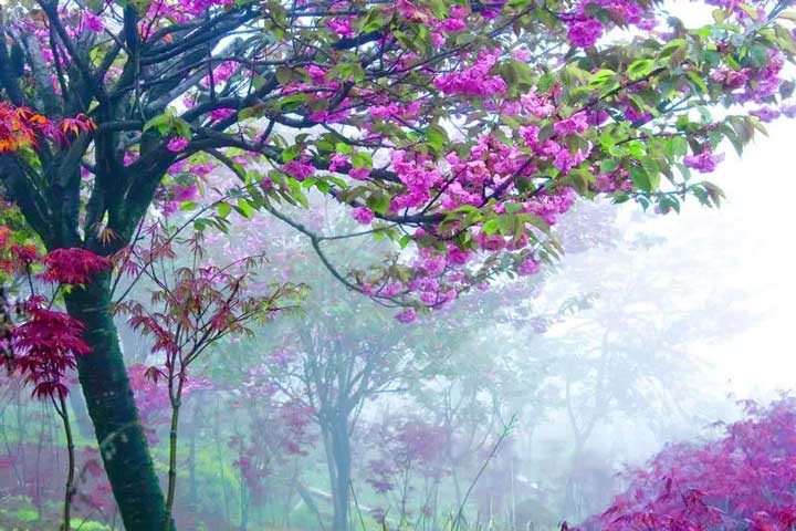 四明山樱花节 为你下一场樱花雨