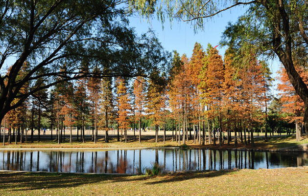 森林公園好玩嗎_上海共青國家森林公園地址_上海共青國家森林公園門票