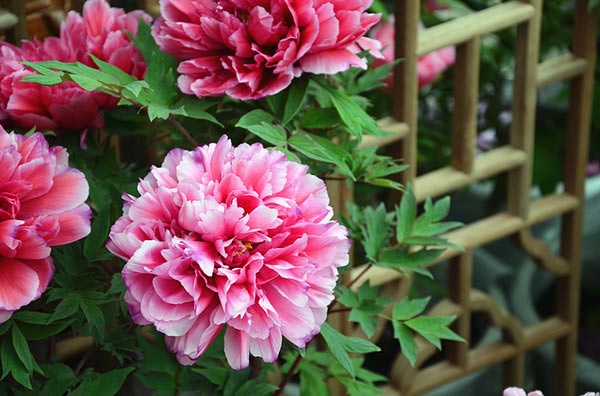 54cb05fec7460.jpg