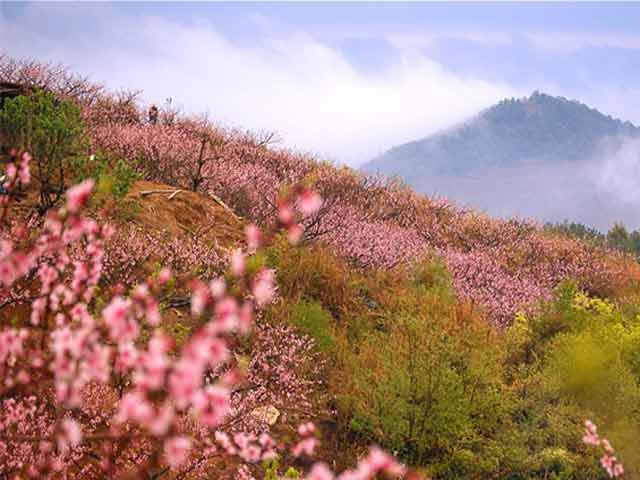 桃花岭徒步 走宁波的茶马古道