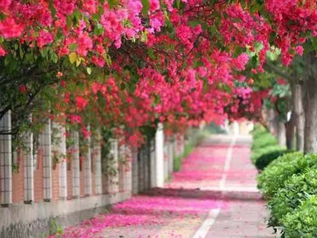惠州最美的“樱花大道” 花开正艳！