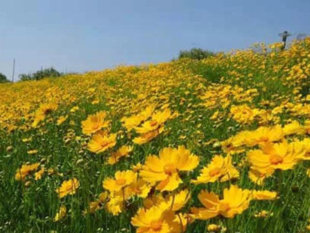 美爆了！东江边惊现大片花海