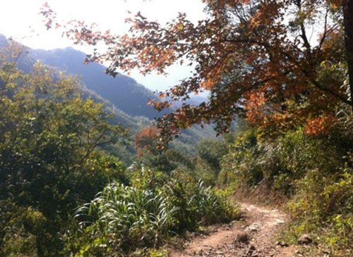 【大岙岭古道】