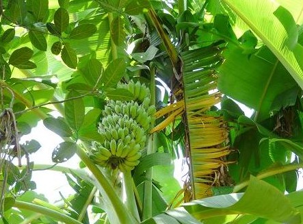 涠洲岛有什么特产?