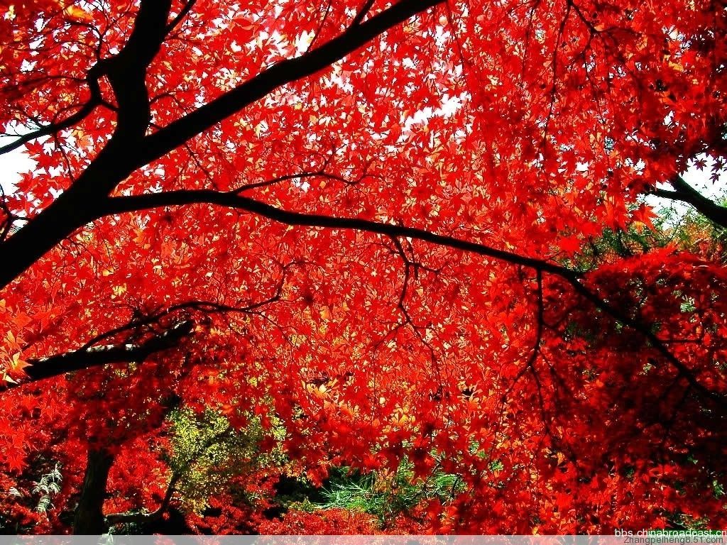 八椚红叶gal 水葬银货八椚红叶 自媒体热点