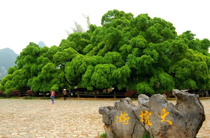 桂林大榕树景区图片