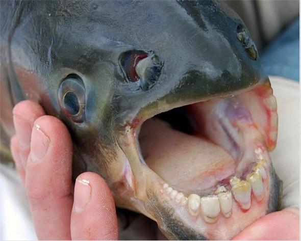 11,锯腹脂鲤,食人鱼的一种,喜欢攻击男性的睾丸,俗称切蛋鱼