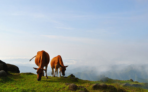 出发君为你推荐就在广东省内的八大草原,值得一去噢~ 1,罗定八排山大